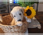 Small #3 Goldendoodle