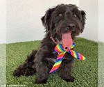 Small #1 Poodle (Miniature) Mix