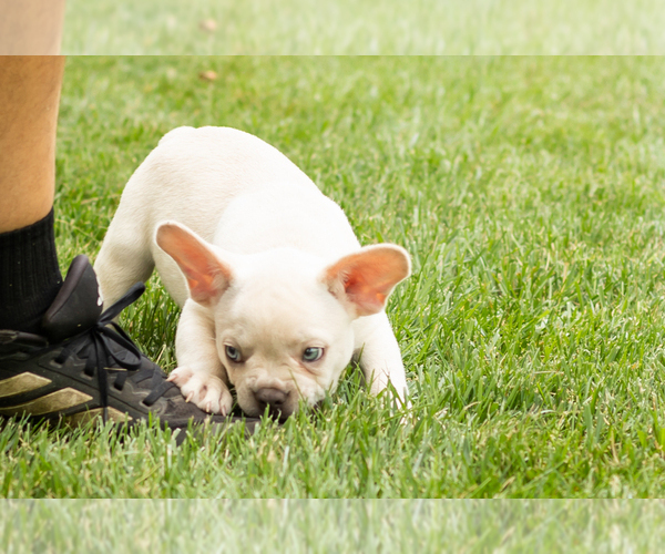 Medium Photo #3 French Bulldog Puppy For Sale in NAPPANEE, IN, USA