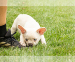 Small #2 French Bulldog