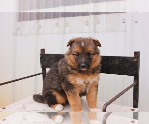 Medium Photo #5 Shollie Puppy For Sale in PENNVILLE, IN, USA