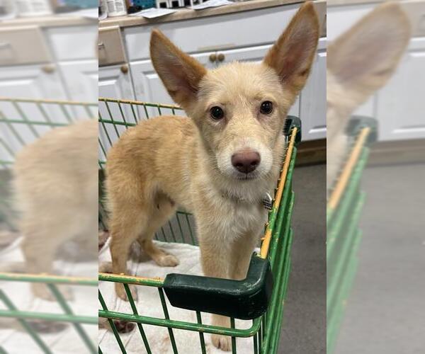 Medium Photo #1 German Shepherd Dog-Unknown Mix Puppy For Sale in Forestville, MD, USA
