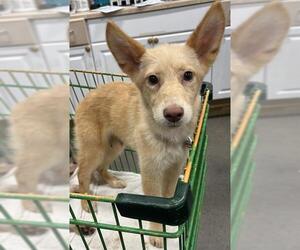 German Shepherd Dog-Unknown Mix Dogs for adoption in Forestville, MD, USA