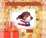 Small Photo #8 Raggle Puppy For Sale in Bellmawr, NJ, USA