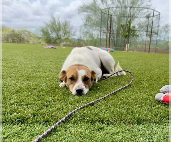 Medium Photo #4 Jack Russell Terrier-Parson Russell Terrier Mix Puppy For Sale in Cave Creek, AZ, USA