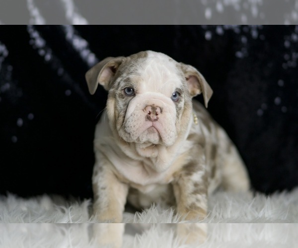 Medium Photo #4 English Bulldog Puppy For Sale in WARSAW, IN, USA