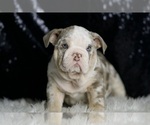 Small #3 English Bulldog