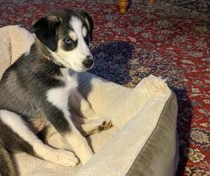 Goberian Puppy for sale in SPINDALE, NC, USA