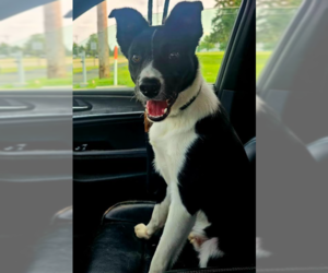 Sir Skedaddleton - Male Collie-Unknown Mix Dog for Adoption - Photo #6