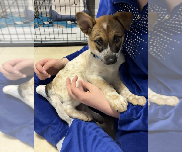 Medium Photo #7 Mutt Puppy For Sale in Brewster, NY, USA