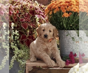 Goldendoodle Puppy for sale in FREDERICKSBURG, OH, USA