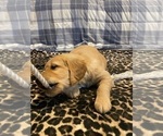 Small Photo #7 Golden Retriever Puppy For Sale in PLUMMER, ID, USA