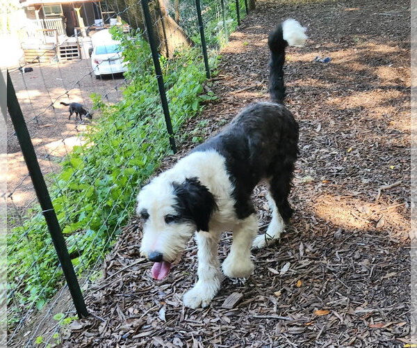 Medium Photo #2 Old English Sheepdog-Unknown Mix Puppy For Sale in Paso Robles, CA, USA