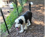 Small #1 Old English Sheepdog Mix