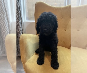 Goldendoodle Puppy for sale in ARROWHEAD FARMS, CA, USA