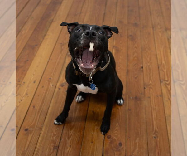 Medium Photo #14 American Pit Bull Terrier Puppy For Sale in Fargo, ND, USA