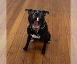 Small #13 American Pit Bull Terrier