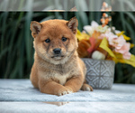 Puppy Dylan Shiba Inu