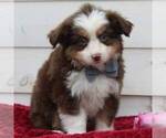 Small Photo #3 Australian Shepherd Puppy For Sale in DUNDEE, NY, USA