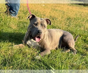 American Pit Bull Terrier-Unknown Mix Dogs for adoption in Germantown, OH, USA