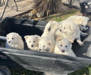 American Eskimo Dog (Toy)-Border-Aussie Mix Litter for sale in KALONA, IA, USA