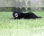 Small Photo #4 Sheepadoodle Puppy For Sale in STANLEY, VA, USA