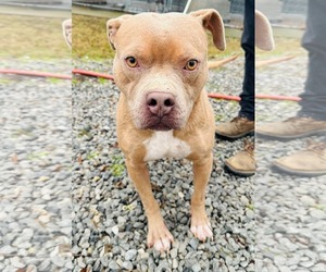 American Staffordshire Terrier-Unknown Mix Dogs for adoption in Westwood, NJ, USA