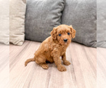 Small #2 Cavapoo (Miniature)