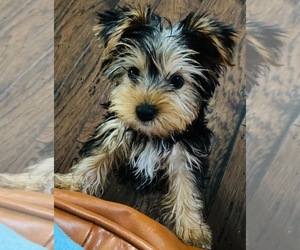 Yorkshire Terrier Puppy for sale in INDIANAPOLIS, IN, USA