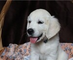 Puppy Camaro English Cream Golden Retriever