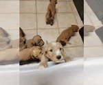 Small Photo #18 Goldendoodle Puppy For Sale in ATLANTA, GA, USA