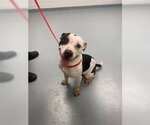 Small Mutt