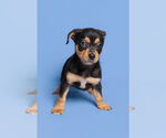 Small #6 Chihuahua Mix