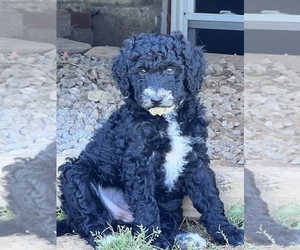 Labradoodle Puppy for Sale in GEORGETOWN, Indiana USA