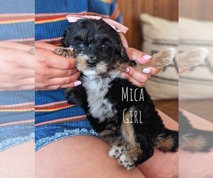 Medium Bernedoodle (Miniature)