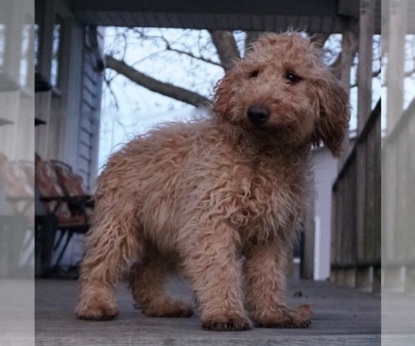 Medium Photo #1 Goldendoodle Puppy For Sale in NAPPANEE, IN, USA