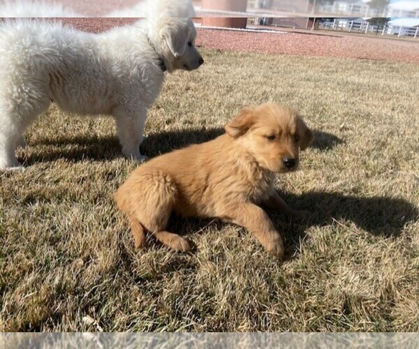 Medium Photo #10 Golden Retriever Puppy For Sale in COLORADO SPGS, CO, USA