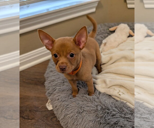 Medium Photo #2 Chihuahua-Unknown Mix Puppy For Sale in The Woodlands, TX, USA