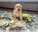 Small Photo #30 Golden Retriever Puppy For Sale in WASECA, MN, USA