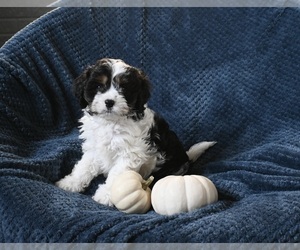 Cavapoo Puppy for sale in SUGARCREEK, OH, USA