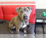 Small #7 American Pit Bull Terrier