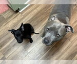 Small Photo #3 Mutt Puppy For Sale in Germantown, OH, USA