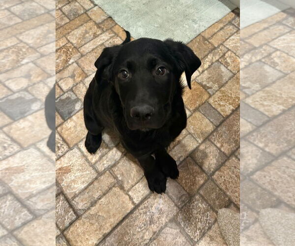 Medium Photo #6 Labrador Retriever-Unknown Mix Puppy For Sale in Sandy, UT, USA