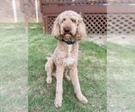 Small Photo #1 Labradoodle Puppy For Sale in WARRENVILLE, SC, USA
