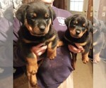 Small Photo #1 Rottweiler Puppy For Sale in HACKETT, AR, USA