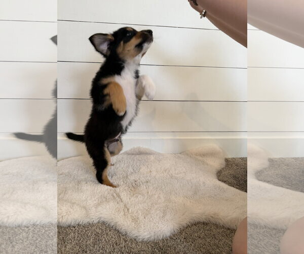 Medium Photo #4 Border Collie-Unknown Mix Puppy For Sale in Sandy, UT, USA