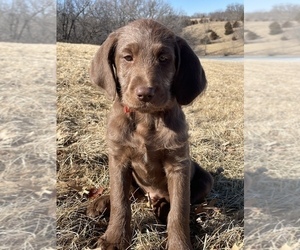 Labradoodle Puppy for sale in CHARITON, IA, USA