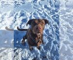 Small #18 Mastador