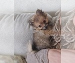 Small #6 Pomeranian
