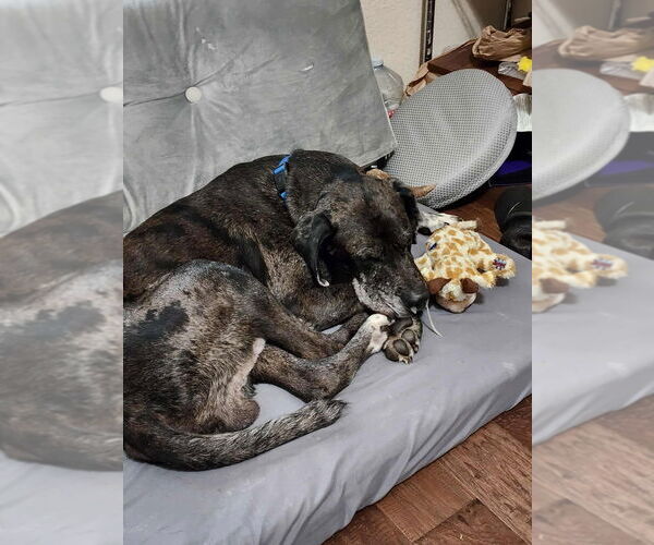 Medium Photo #2 Great Dane-Unknown Mix Puppy For Sale in Bullard, TX, USA